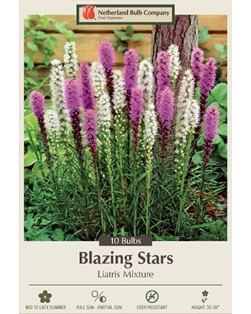Liatris Pkg of 10 Spicata Mixture