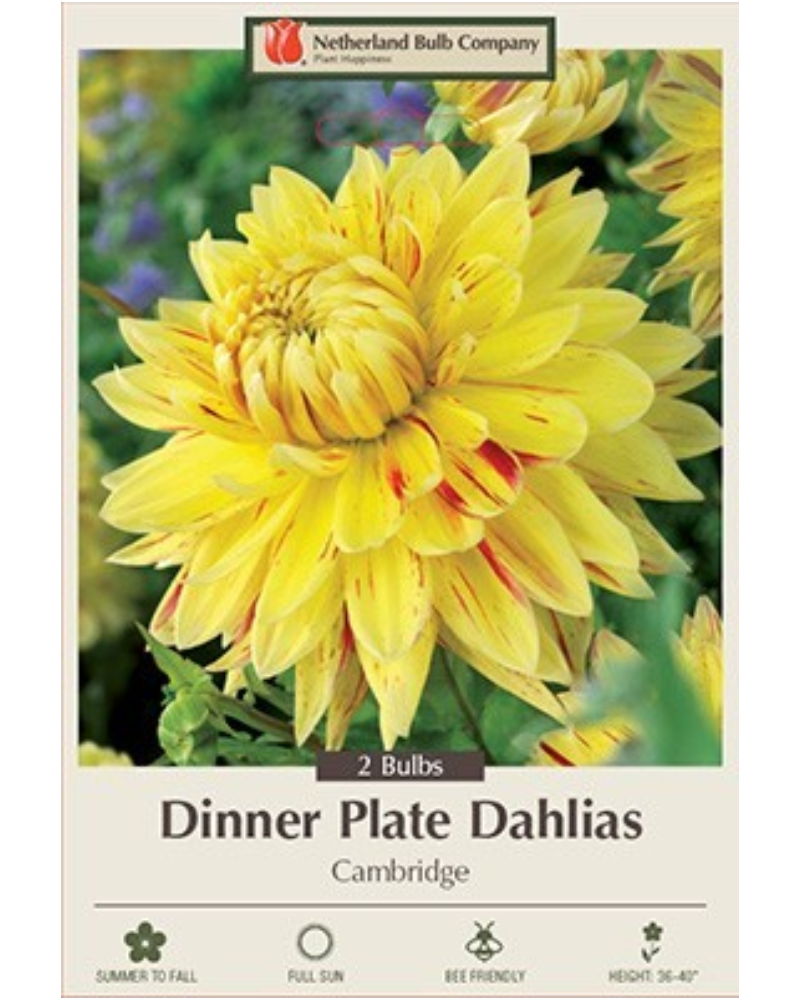 Dahlia Pkg Of 2 Dinnerplate Cambridge