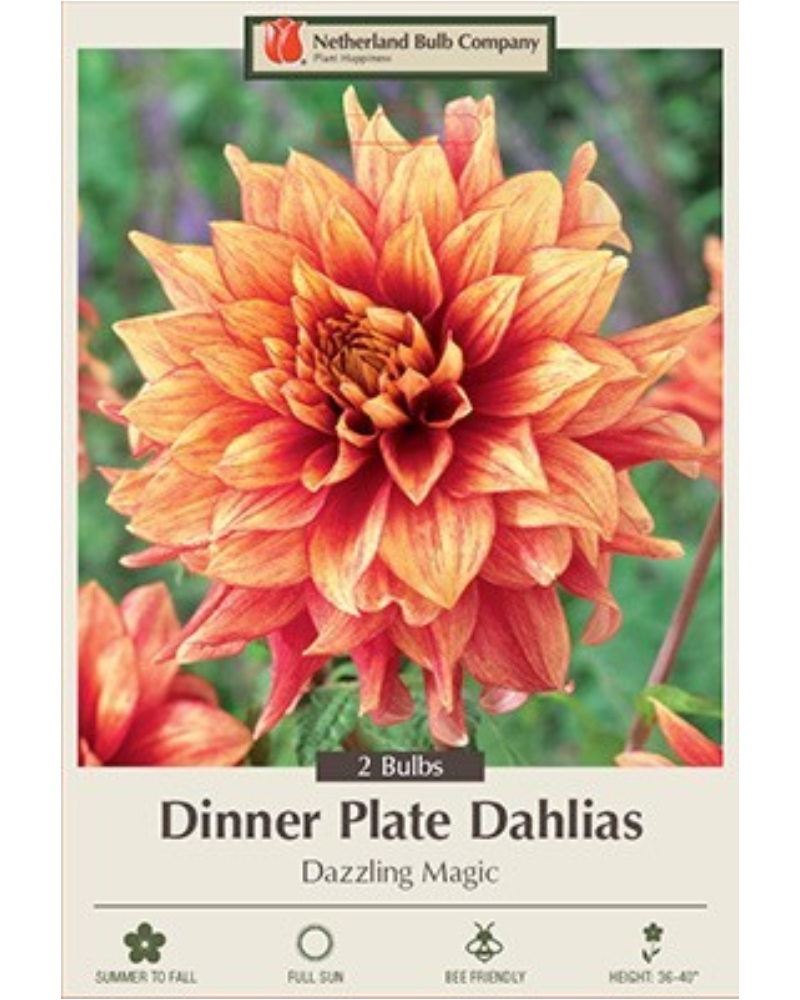 Dahlia Pkg Of 2 Dinnerplate Dazzling Magic