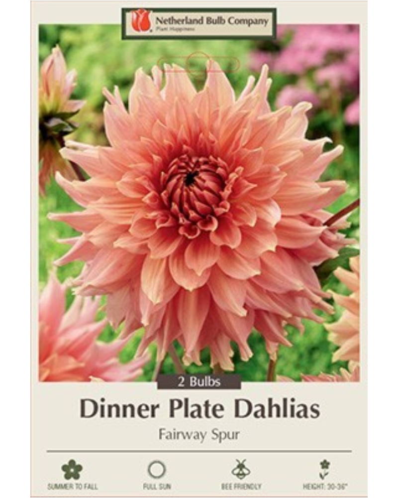Dahlia Pkg Of 2 Dinnerplate Fairway Spur