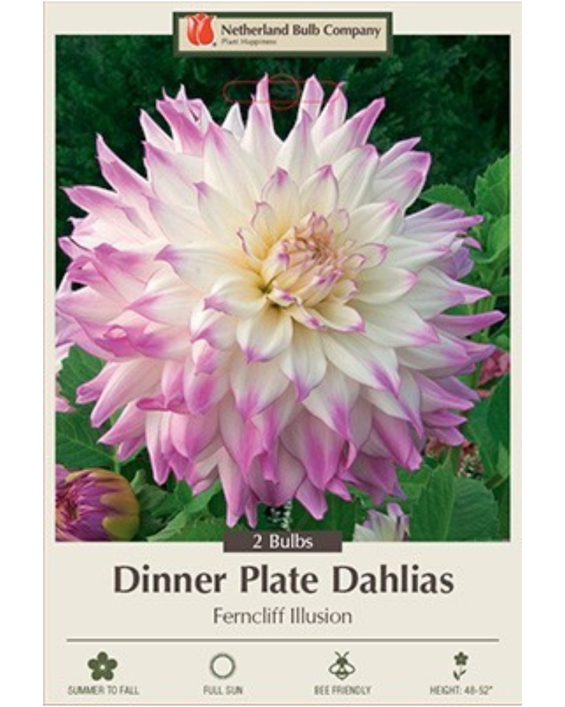 Dahlia Pkg Of 2 Dinnerplate Ferncliff Illusion