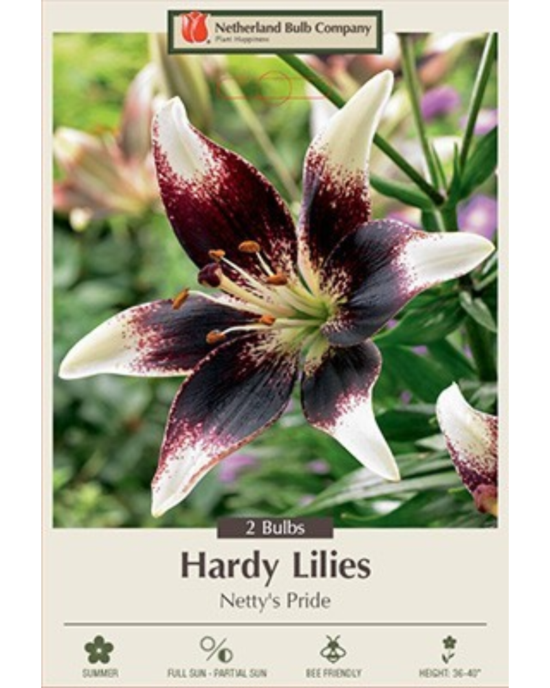 Lily Asiatic Pkg Of 2 Netty's Pride