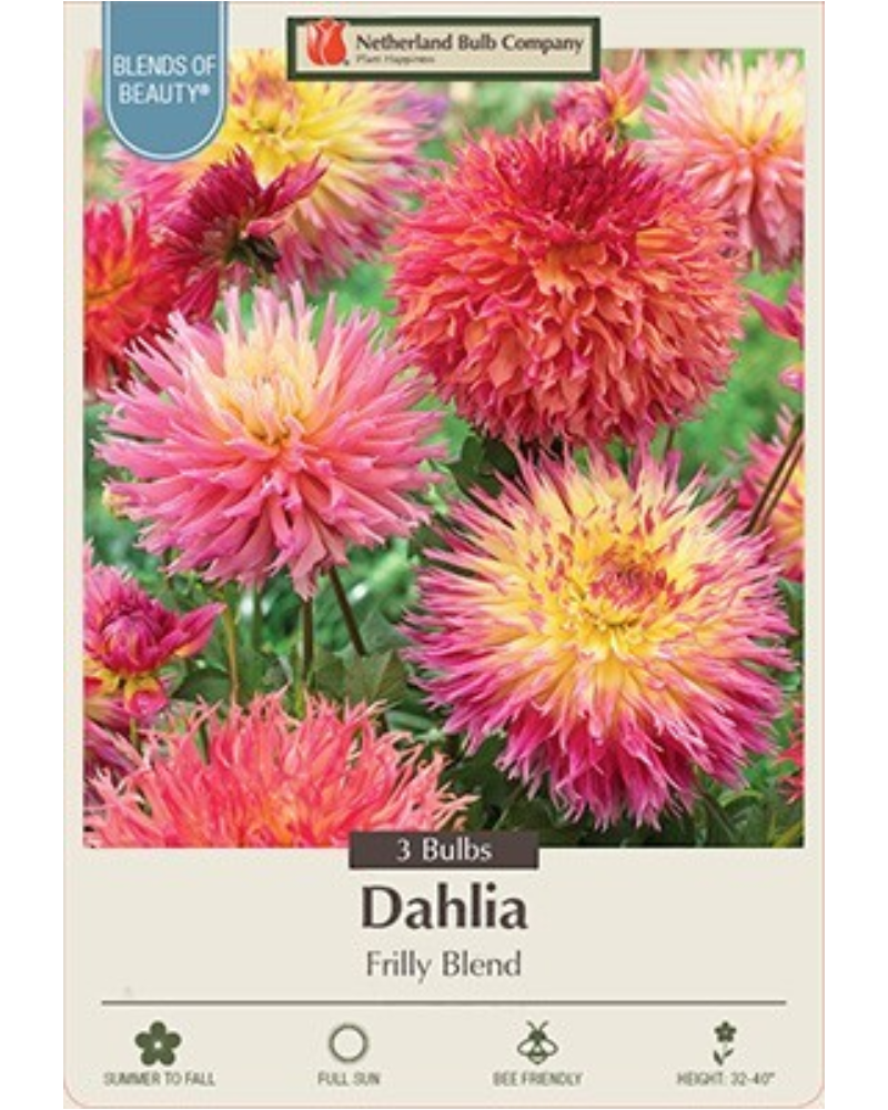 Dahlia Pkg Of 3 Frilly Blend