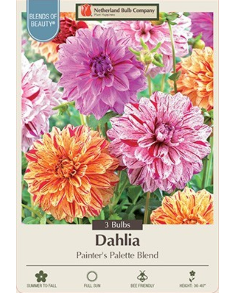 Dahlia Pkg Of 3 Dinnerplate Painters Pallette Blend