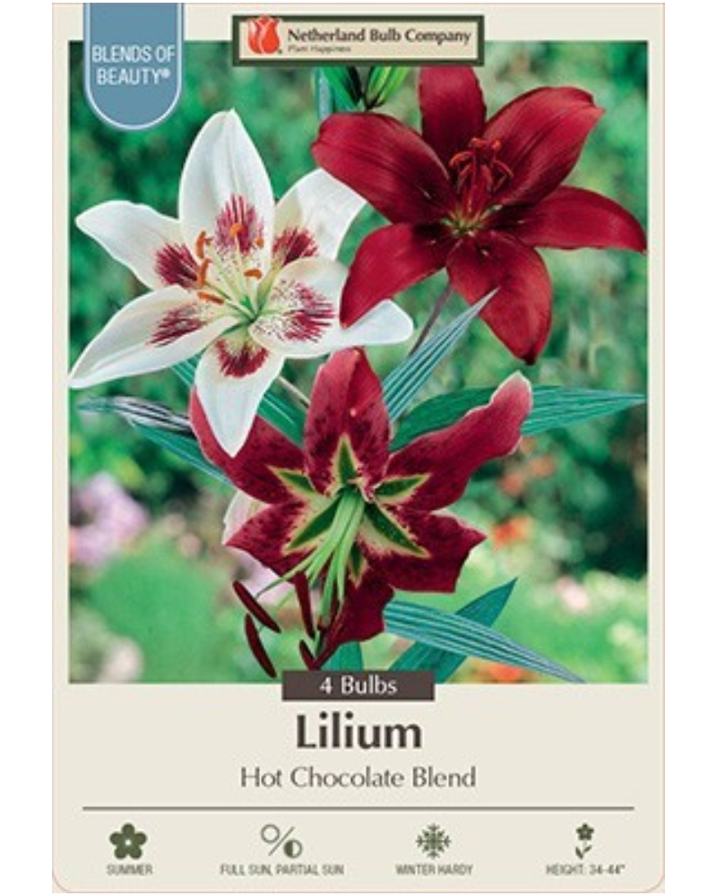 Lily Asiatic Pkg Of 4 Hot Chocolate Mixture