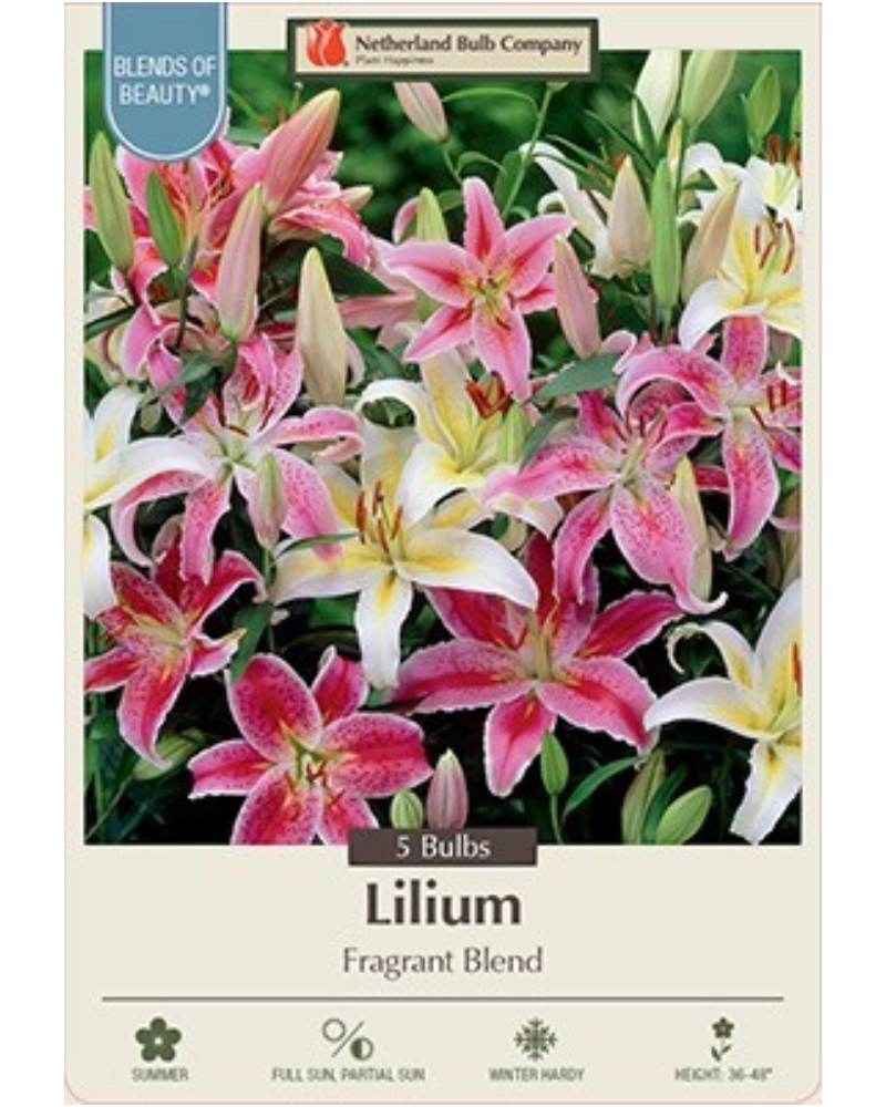 Lily Oriental Pkg Of 5 Fragrant Blend