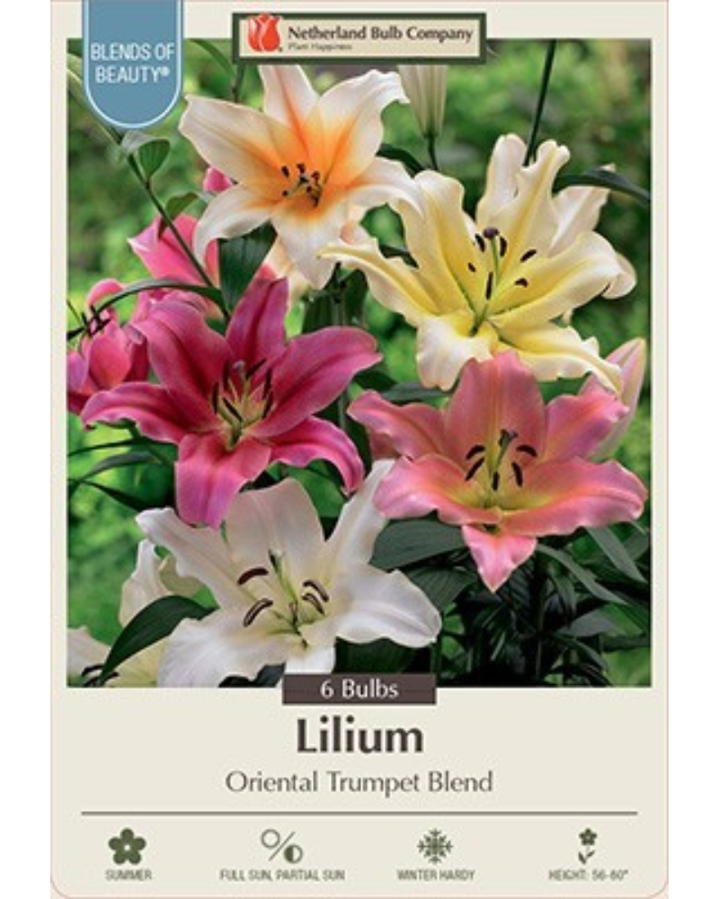 Lily Oriental Pkg Of 6 Trumpet Blend