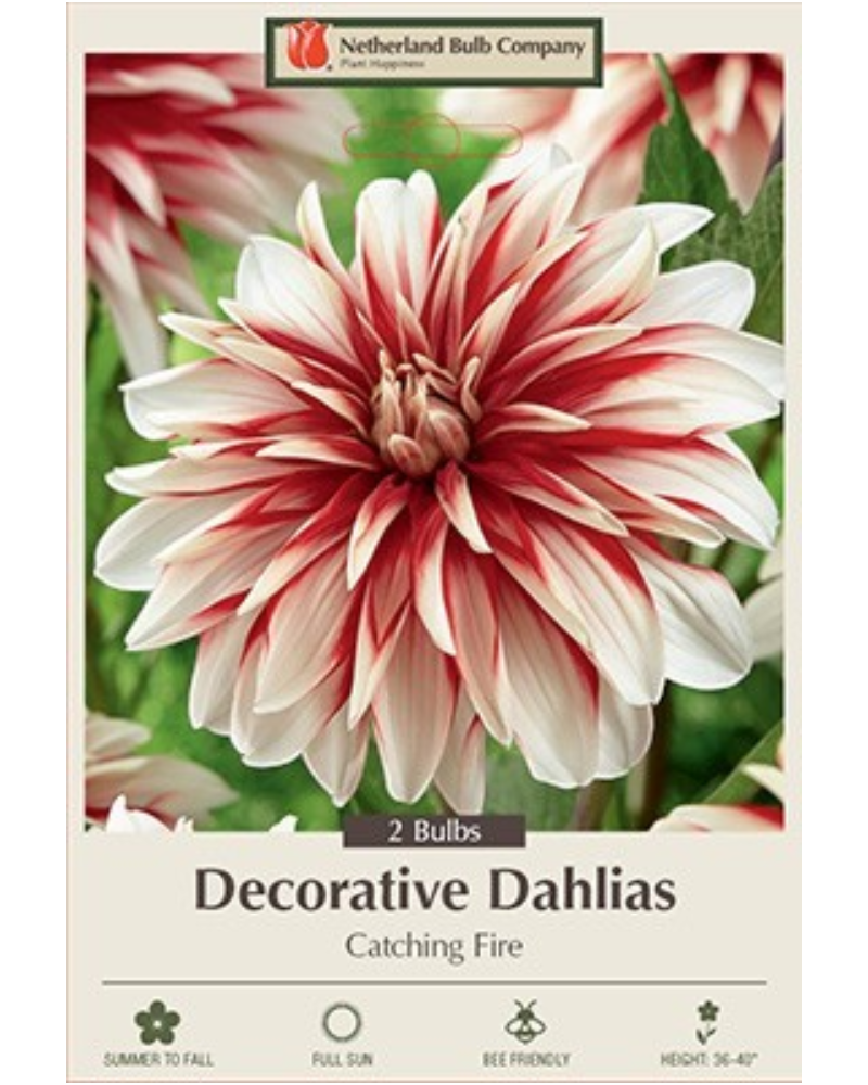 Dahlia Dec Pkg Of 2 Catching Fire