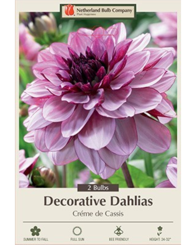 Dahlia Dec Pkg Of 2 Creme De Cassis