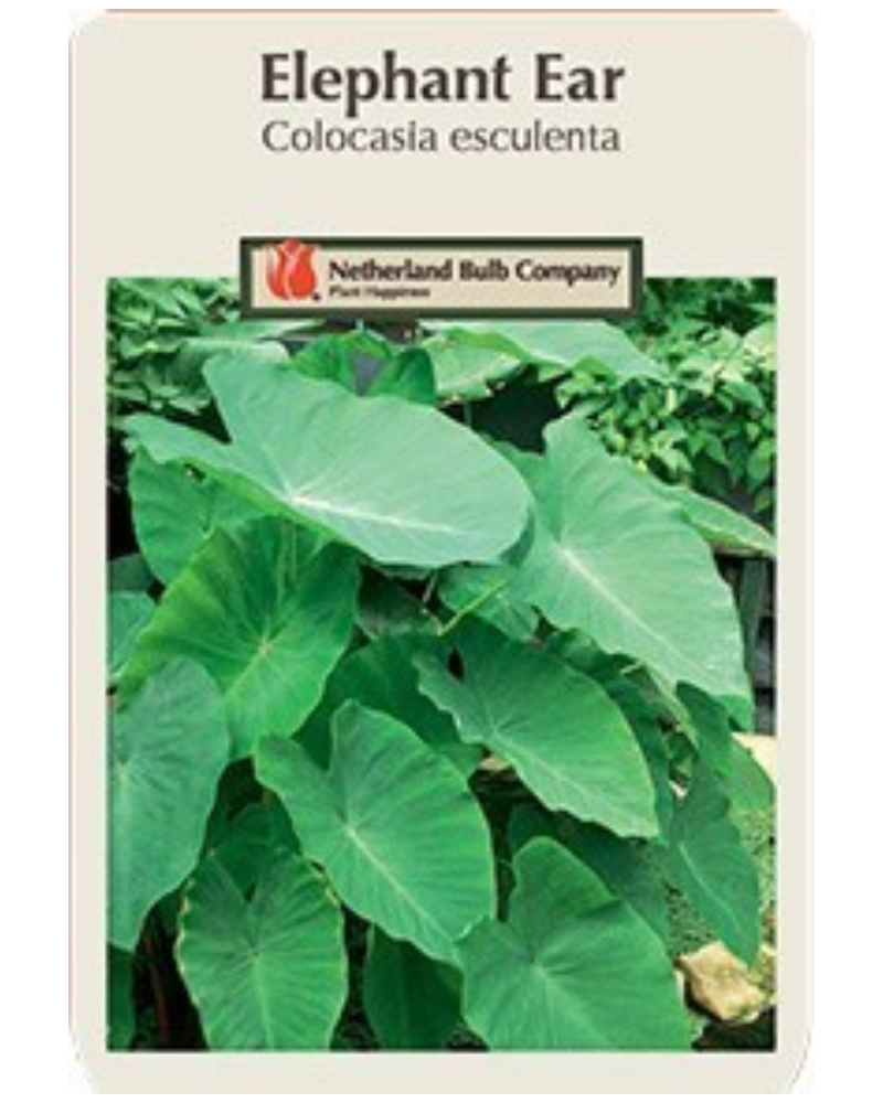 Elephant Ear 18+" 1 Bulb