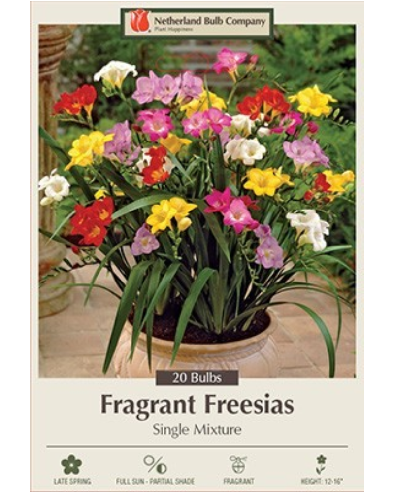 Freesia Pkg Of 20 Single Mix