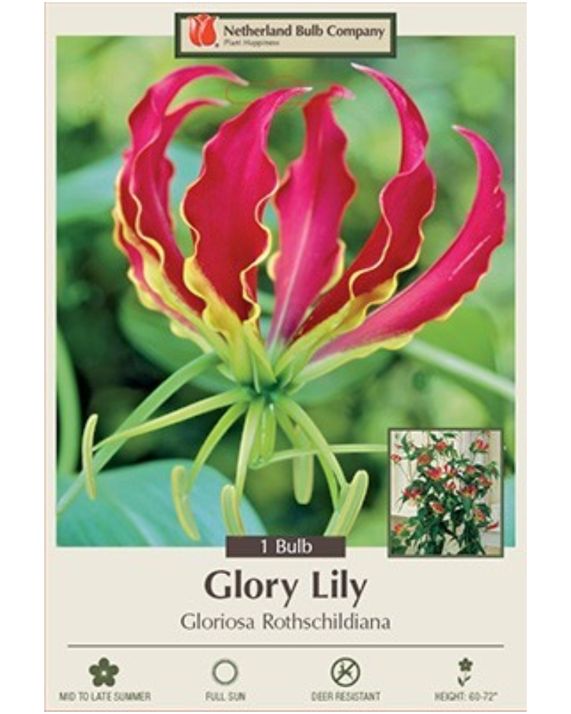 Lily Glory Pkg Of 1 Rothschildiana