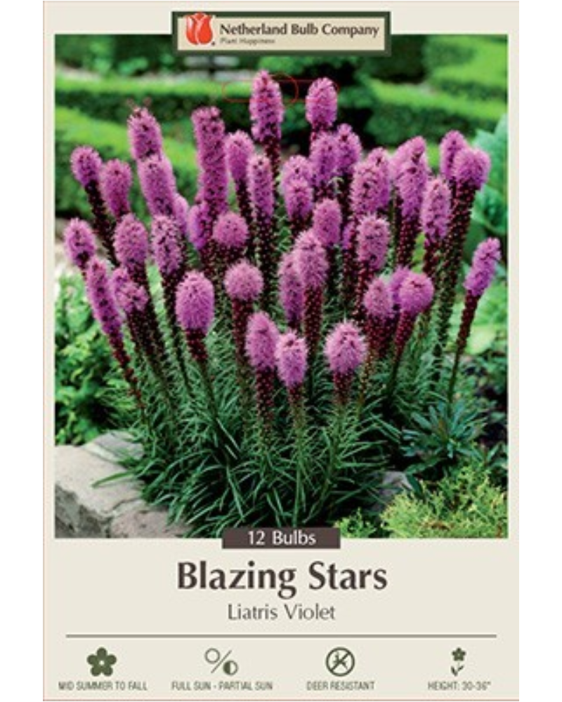 Liatris Pkg Of 12 Spicata Violet
