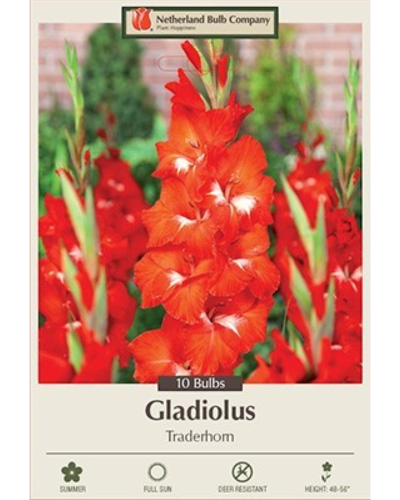 Gladiolus  Pkg of 10 Traderhorn