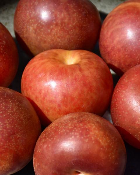 Plum S-dwf Burbank 5 Gallon