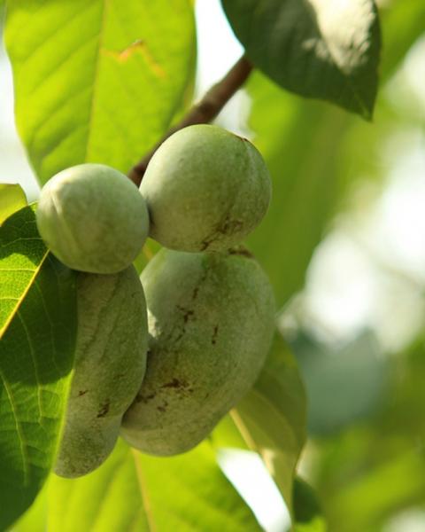 Paw Paw Tree