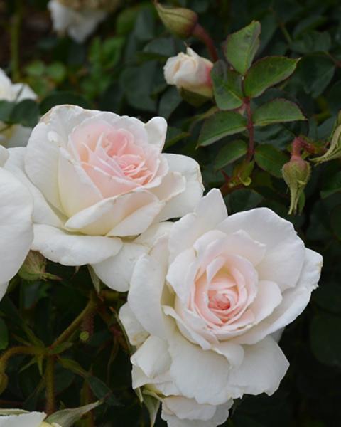 Rose New Dawn