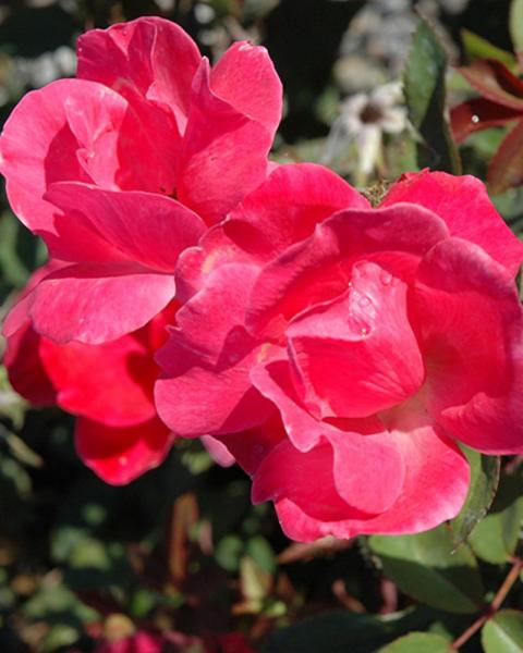 Rose Knock Out Pink