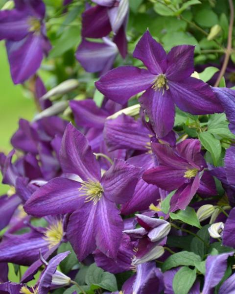 Clematis Happy Jack(r) Purple Pw