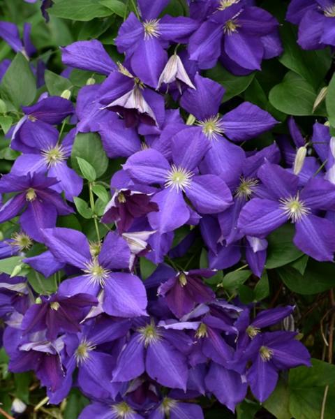 Clematis Jackmanii 1 Gallon