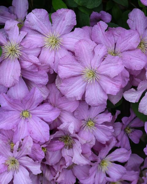 Clematis Comtesse De Bouchard 6" Pot