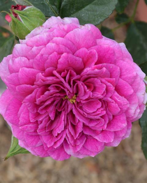 Rose Sultry Night