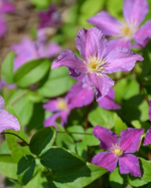 Clematis Jolly Good 2 Gallon