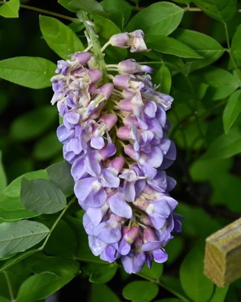 Wisteria Amethyst Falls 5 Gallon