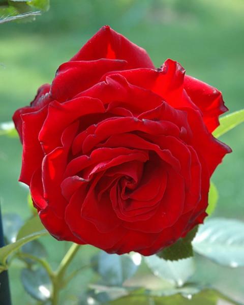 Rose Dublin Bay