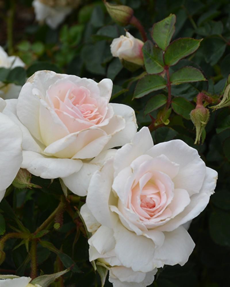 Rose New Dawn