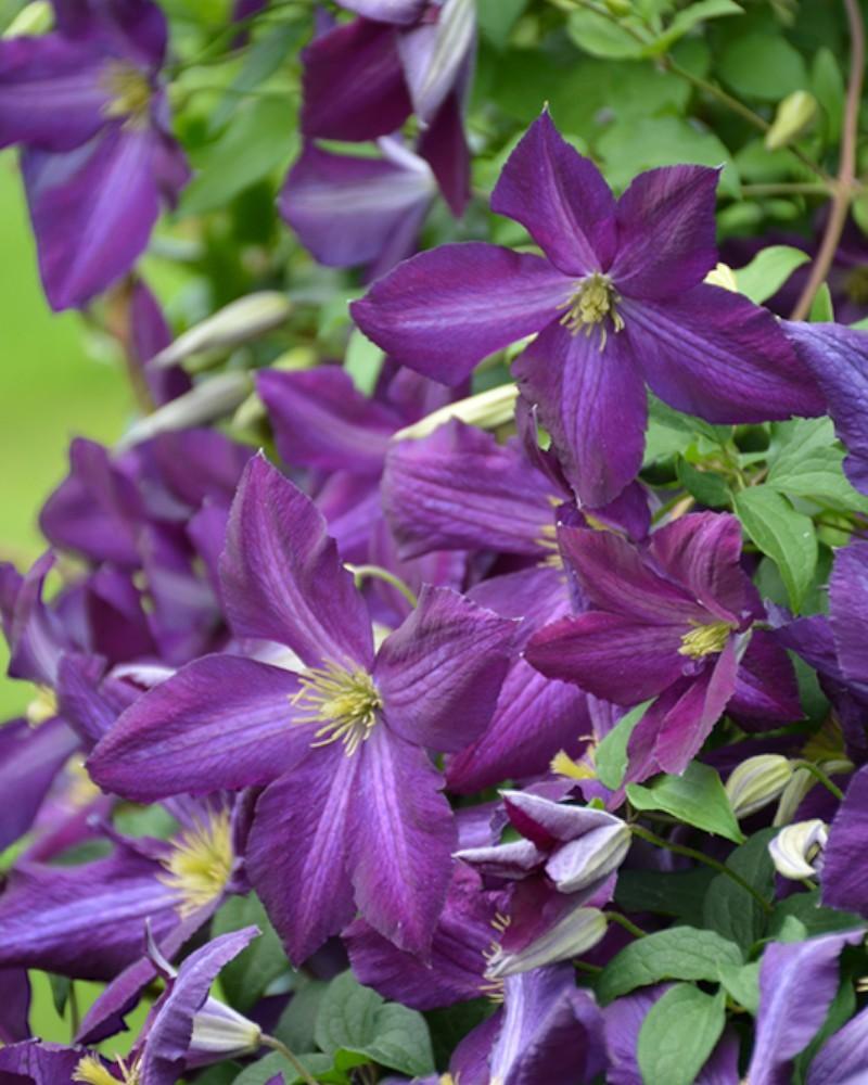 Clematis Happy Jack(r) Purple Pw