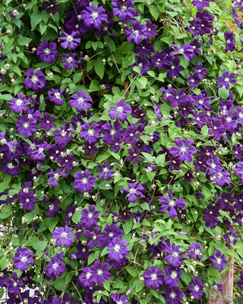 Clematis Jackmanii Superba #1