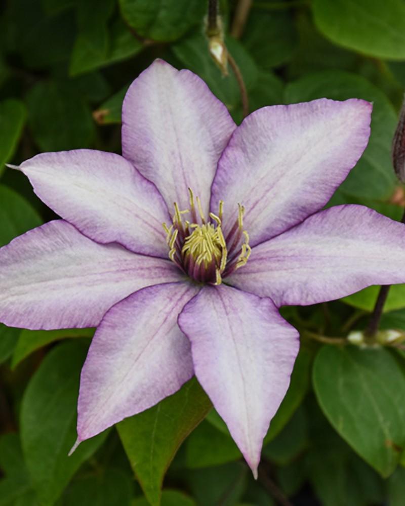 Clematis Samaritan Jo 2 Gallon
