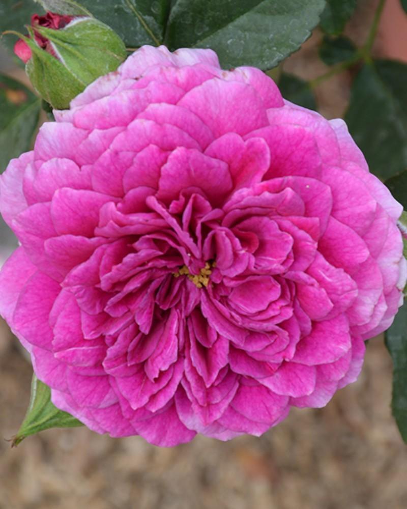 Rose Sultry Night