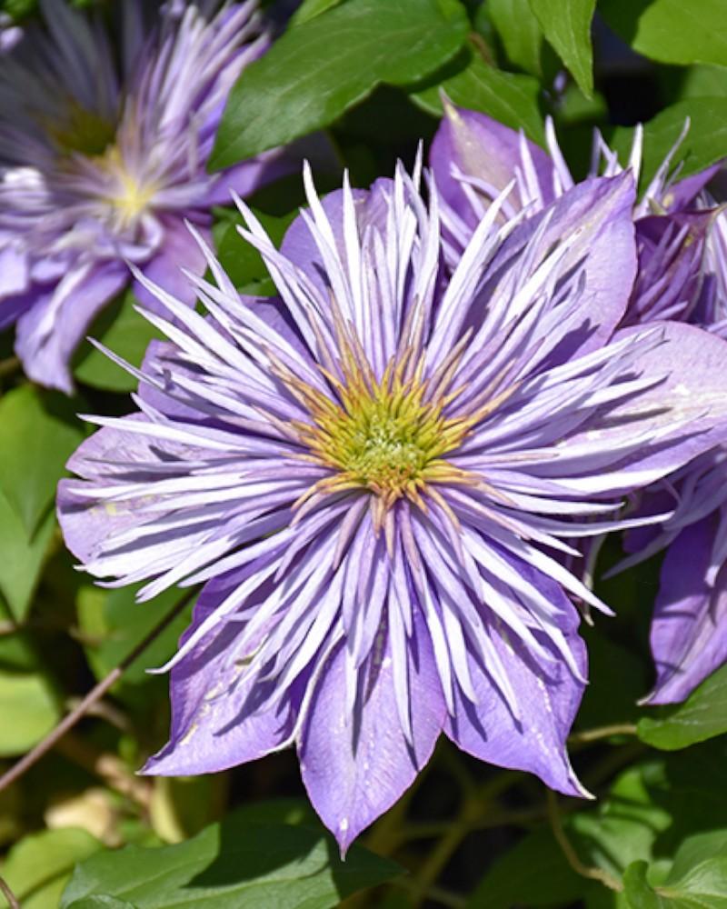 Clematis Crystal Fountain 2 Gallon