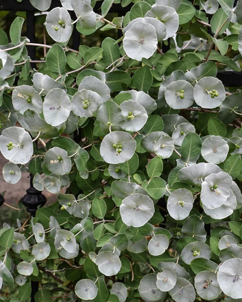 Honeysuckle Vine Kintzlety's Ghost 3 Gallon