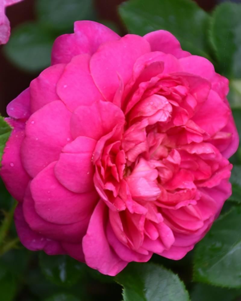 Rose Princess Anne