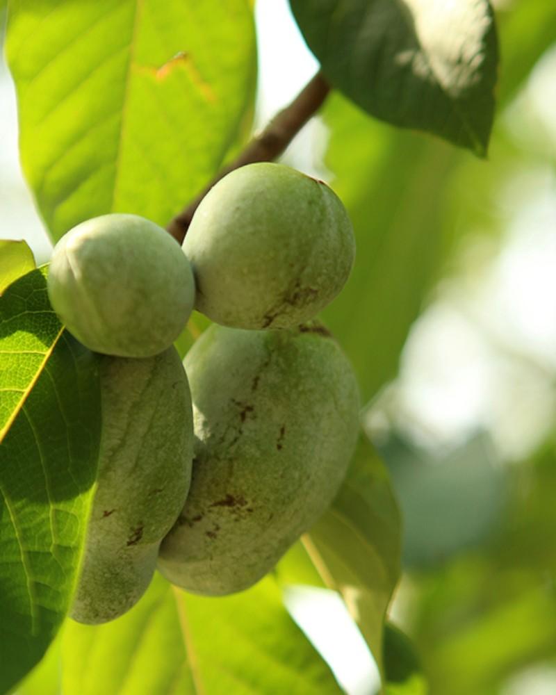 Paw Paw Tree