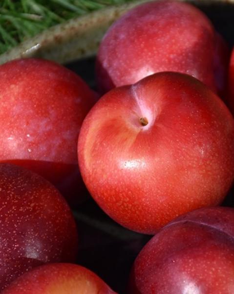 Plum S-dwf Tree Santa Rosa 5 Gallon