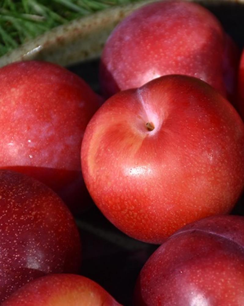 Plum S-dwf Tree Santa Rosa 5 Gallon