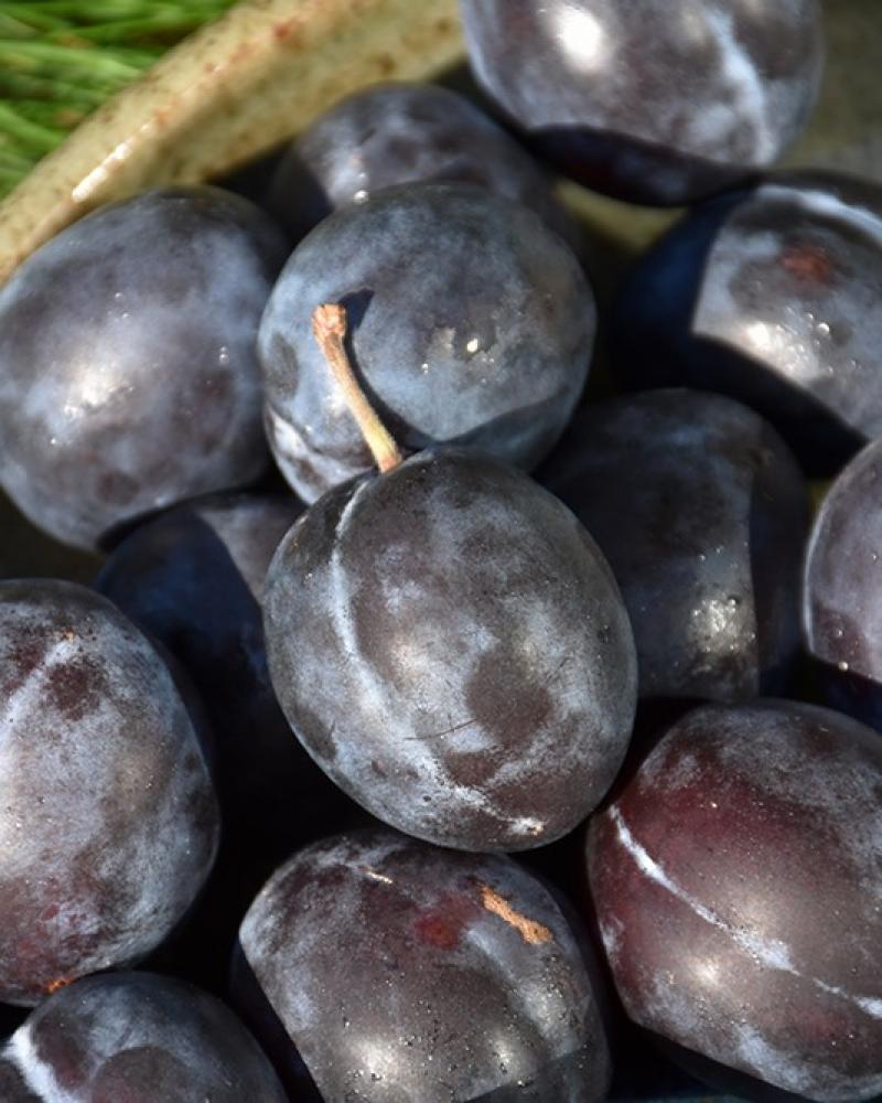 Plum S-dwf Tree Stanley 5 Gallon