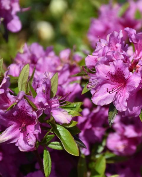 Azalea Herbert Purple 3 Gallon