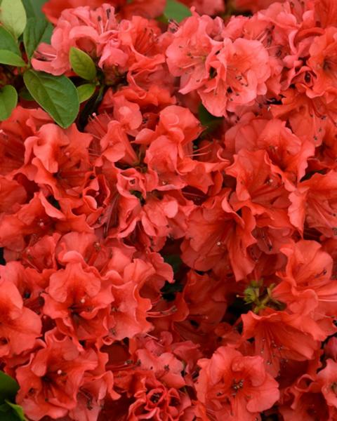 Azalea Girards Hot Shot 2 Gallon