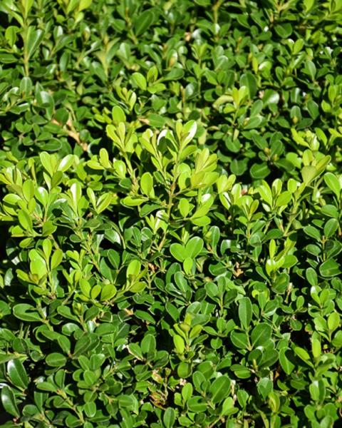 Boxwood Newgen Independence 3 Gallon