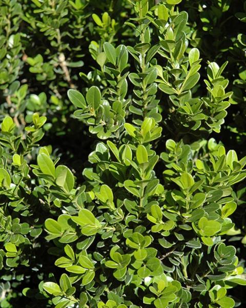 Boxwood Baby Gem 5 Gallon