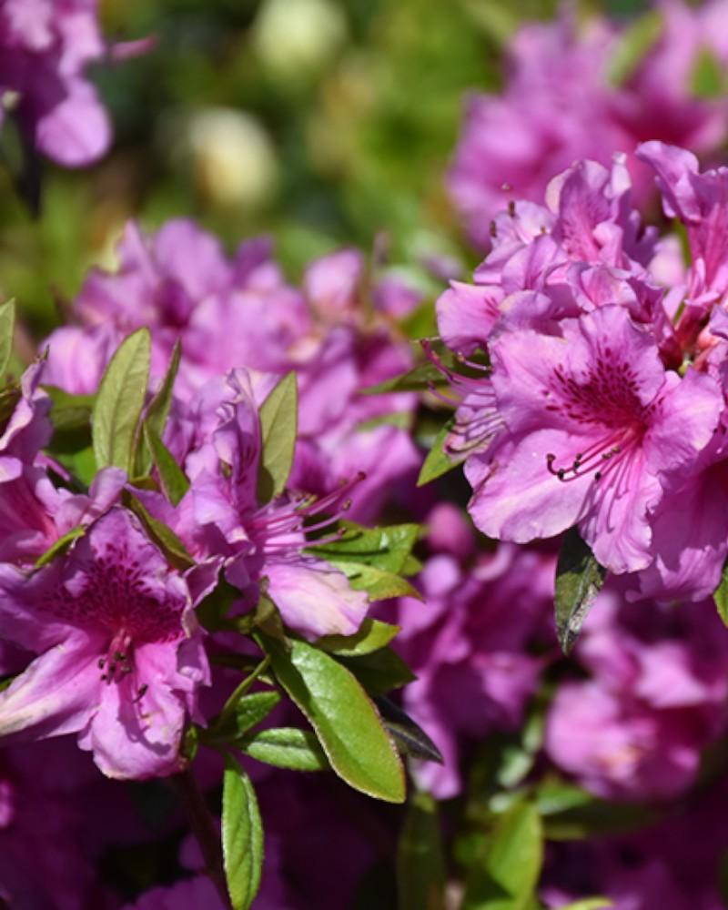 Azalea Herbert Purple 3 Gallon