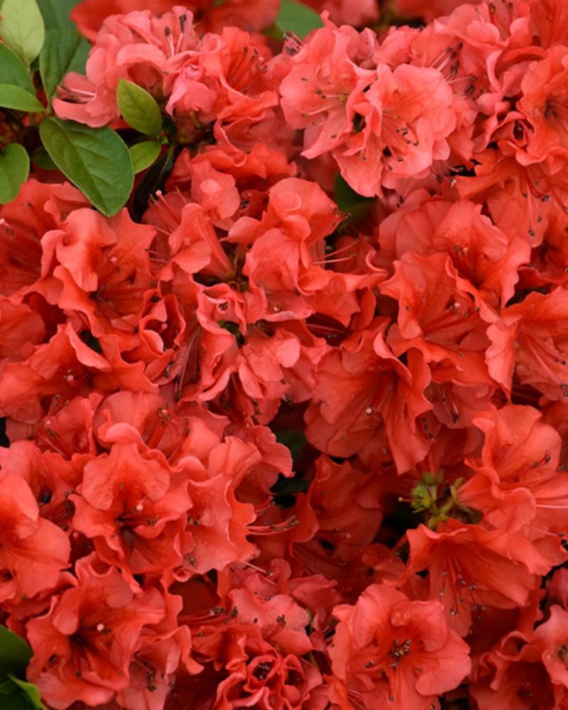 Azalea Girards Hot Shot 2 Gallon