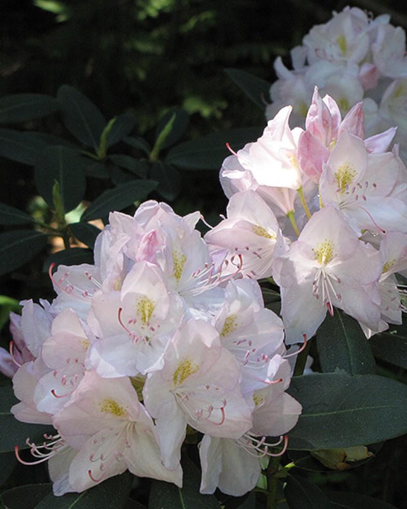 Rhododendron White 3 Gallon