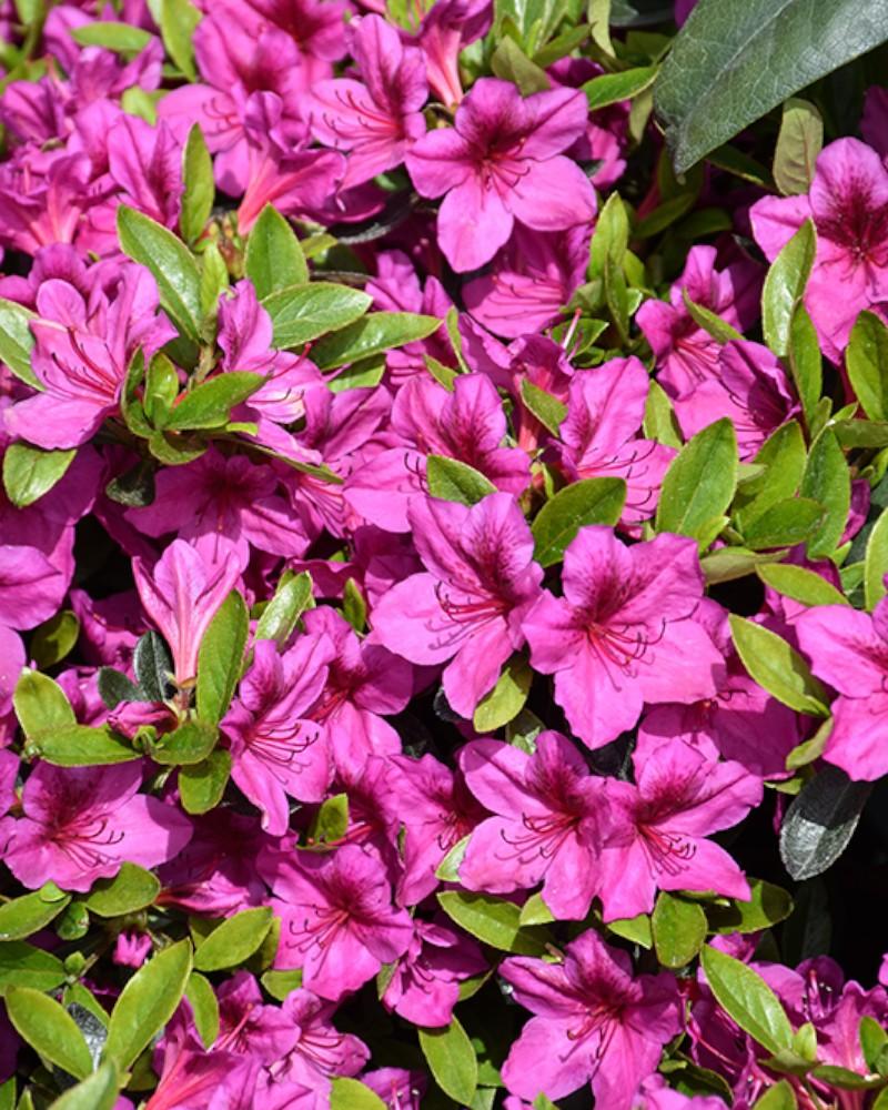 Azalea Girards Purple 3 Gallon
