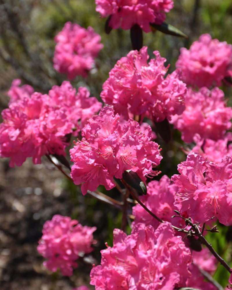 Rhododendron Landmark 3 Gallon